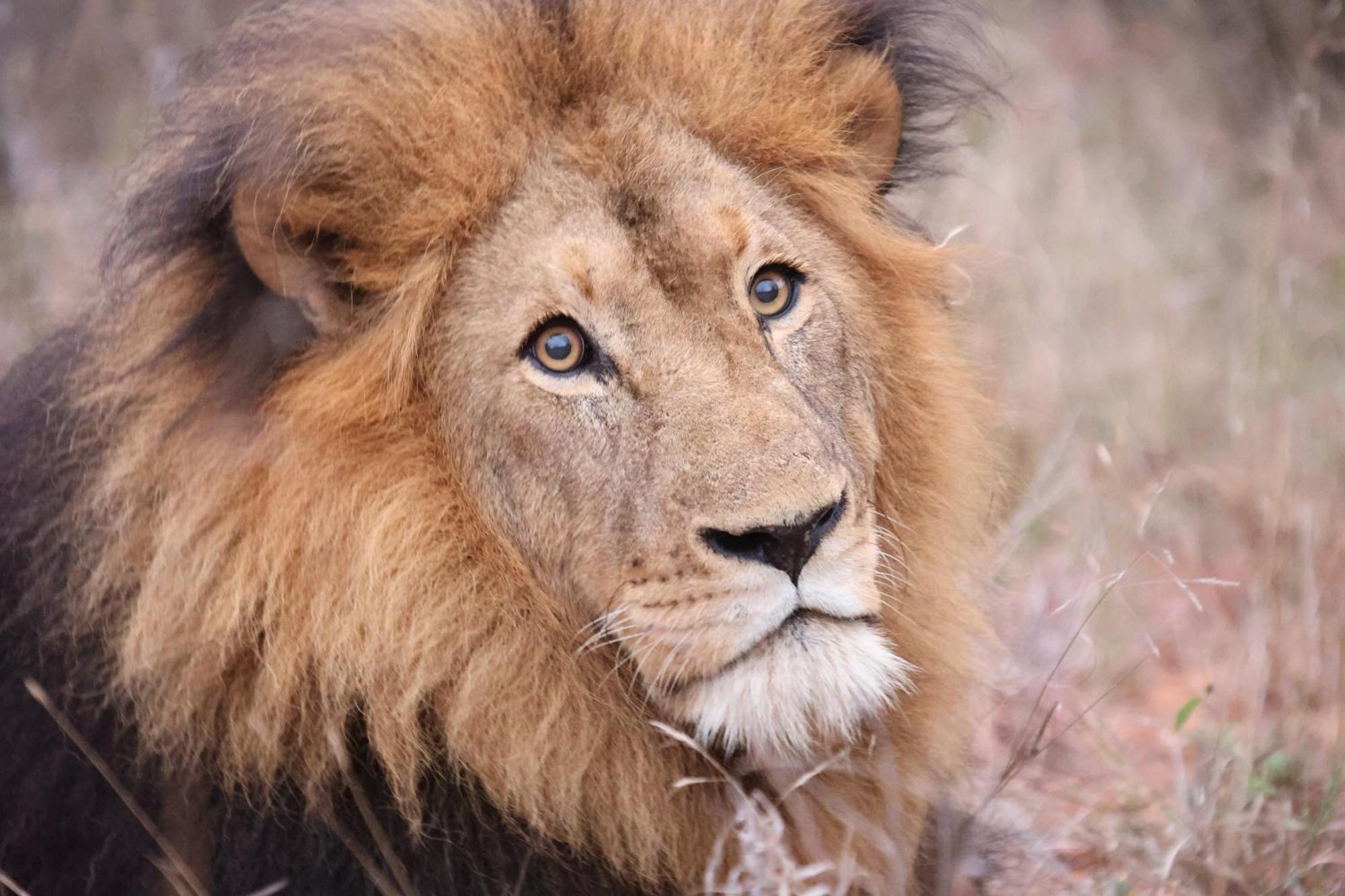 Karongwe Portfolio - Becks Safari Lodge Karongwe Game Reserve Bagian luar foto