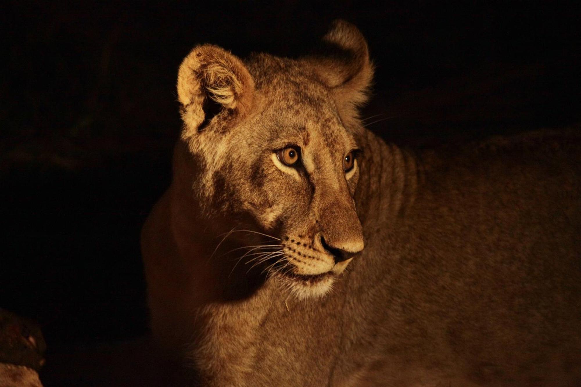 Karongwe Portfolio - Becks Safari Lodge Karongwe Game Reserve Bagian luar foto