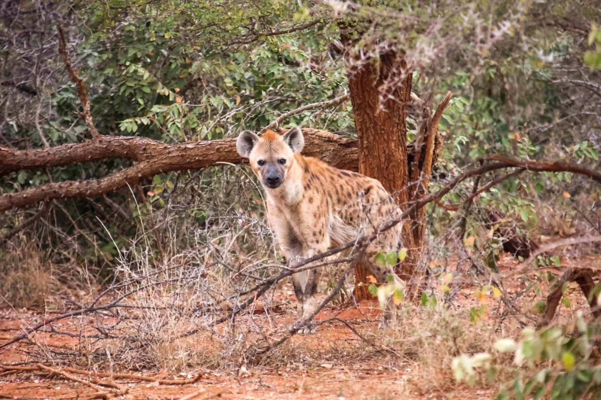 Karongwe Portfolio - Becks Safari Lodge Karongwe Game Reserve Bagian luar foto