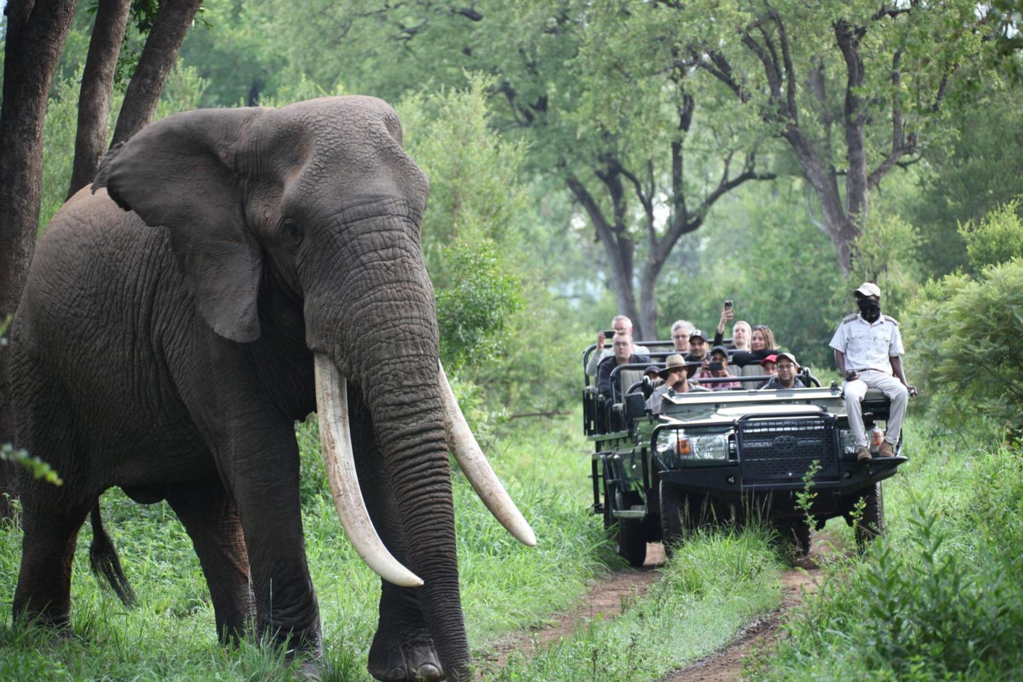 Karongwe Portfolio - Becks Safari Lodge Karongwe Game Reserve Bagian luar foto