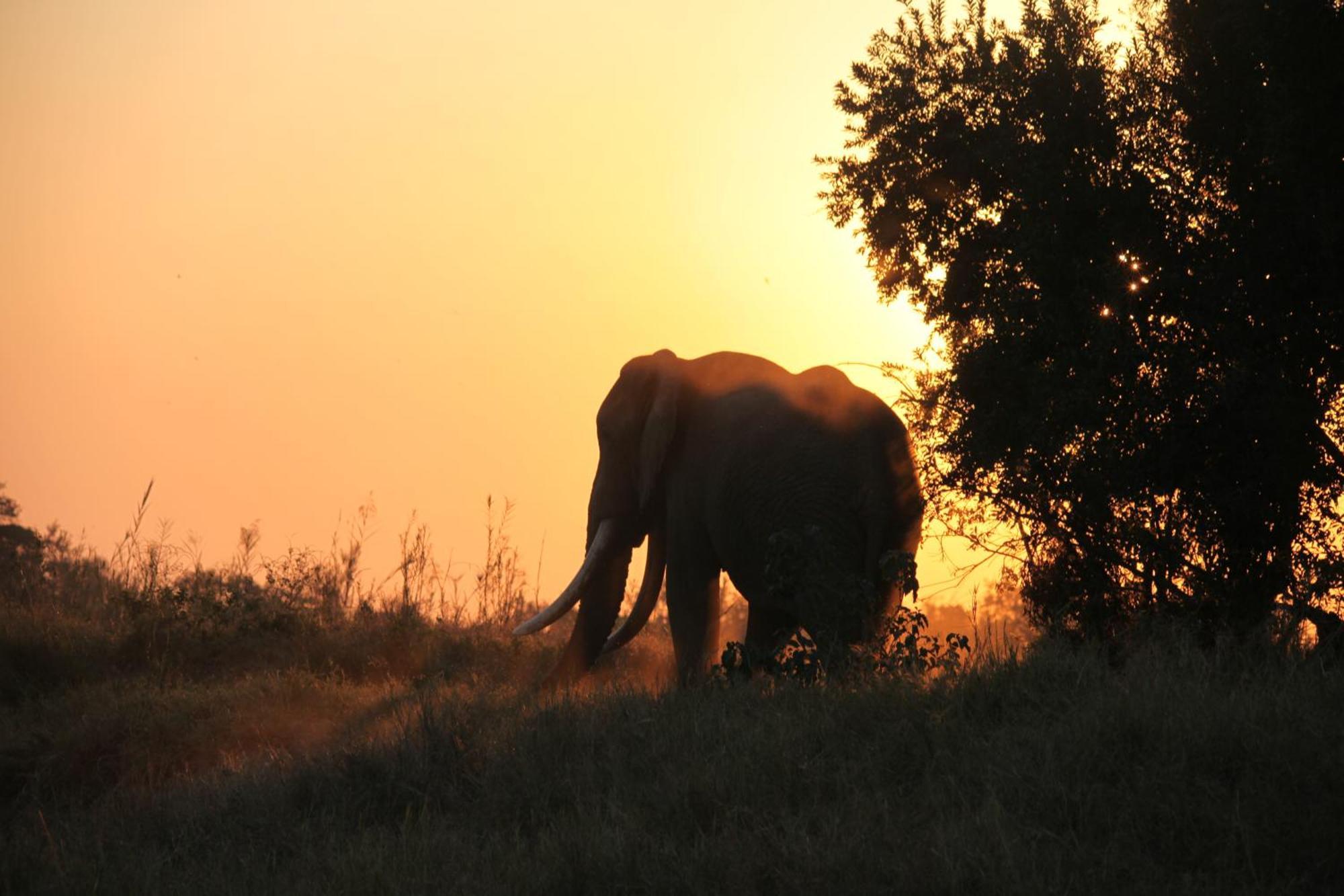 Karongwe Portfolio - Becks Safari Lodge Karongwe Game Reserve Bagian luar foto