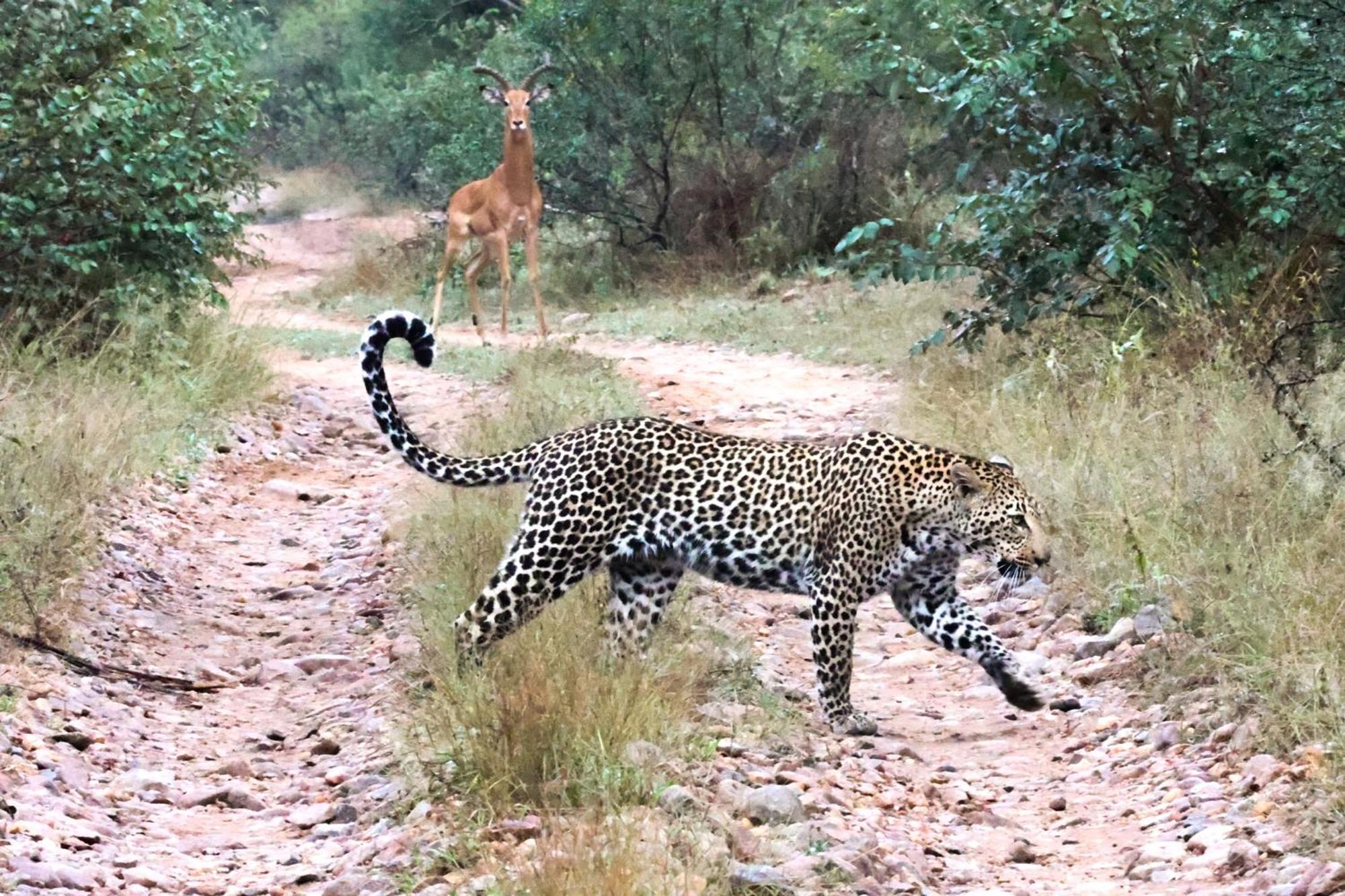 Karongwe Portfolio - Becks Safari Lodge Karongwe Game Reserve Bagian luar foto