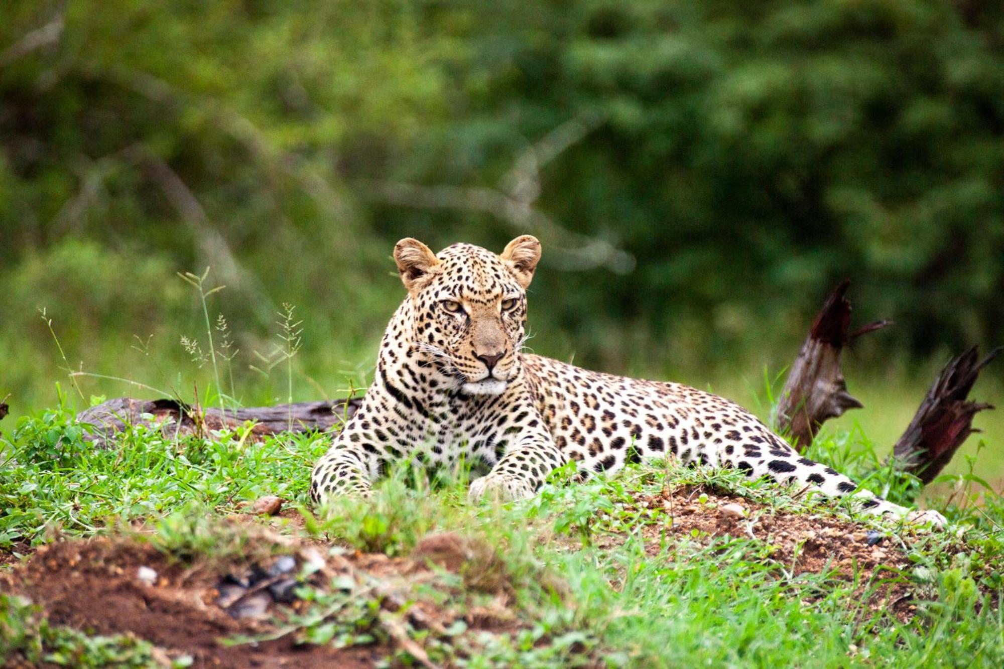 Karongwe Portfolio - Becks Safari Lodge Karongwe Game Reserve Bagian luar foto