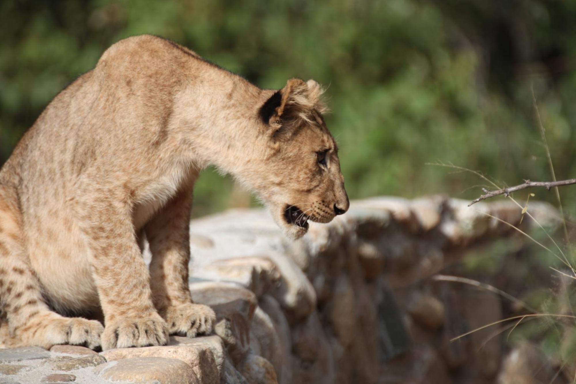 Karongwe Portfolio - Becks Safari Lodge Karongwe Game Reserve Bagian luar foto