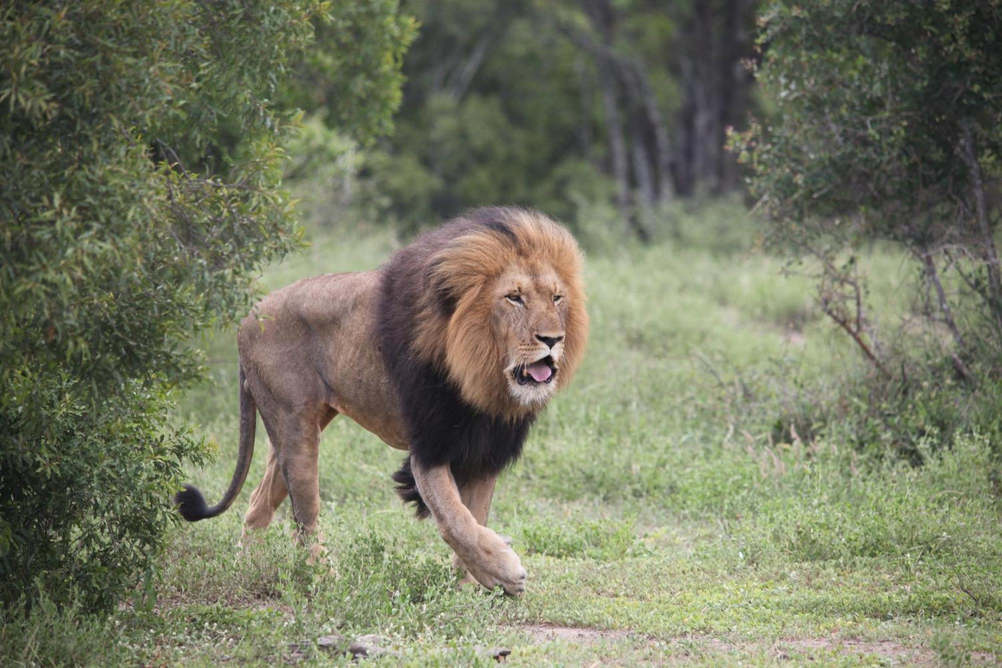 Karongwe Portfolio - Becks Safari Lodge Karongwe Game Reserve Bagian luar foto