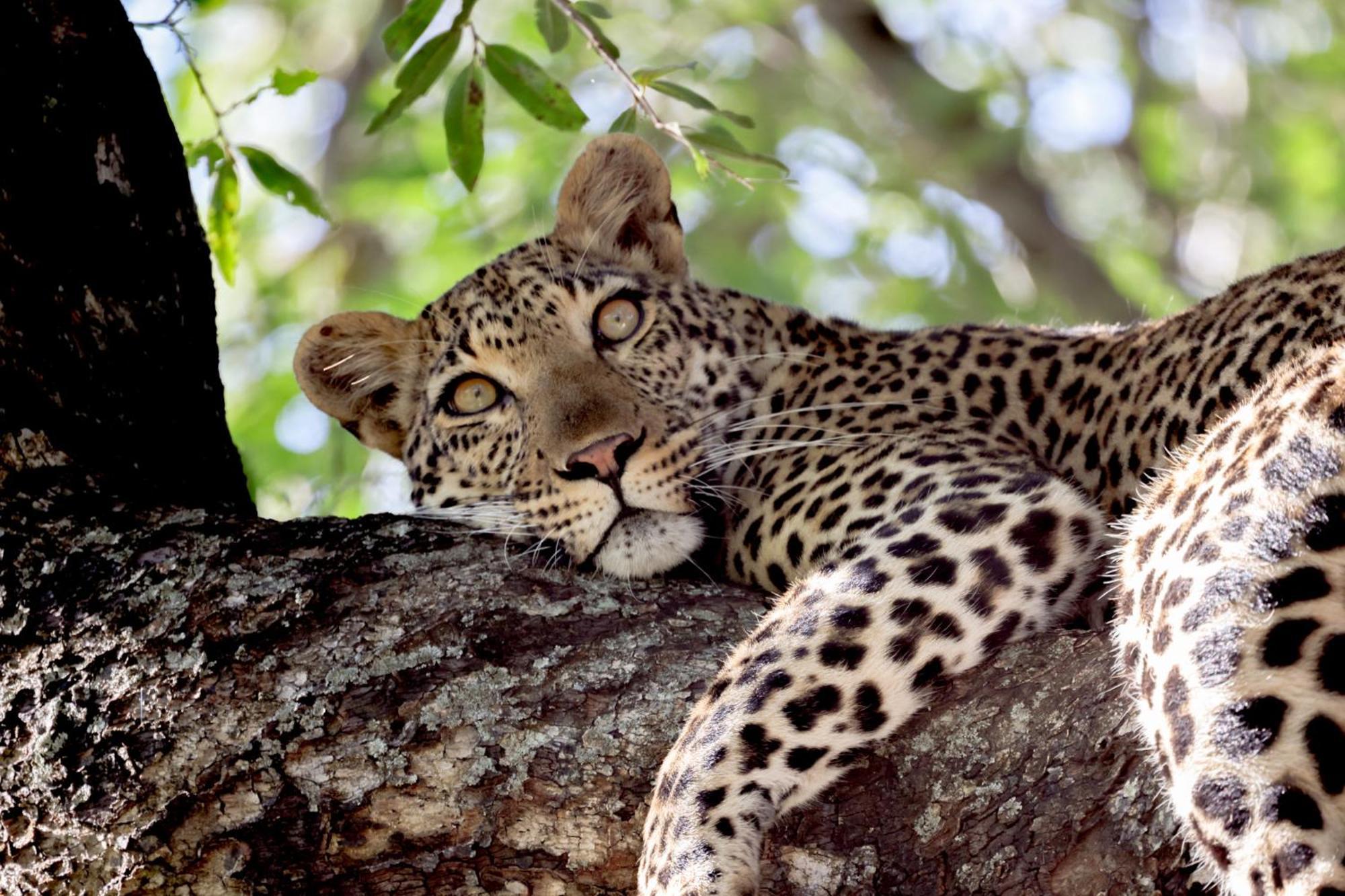 Karongwe Portfolio - Becks Safari Lodge Karongwe Game Reserve Bagian luar foto