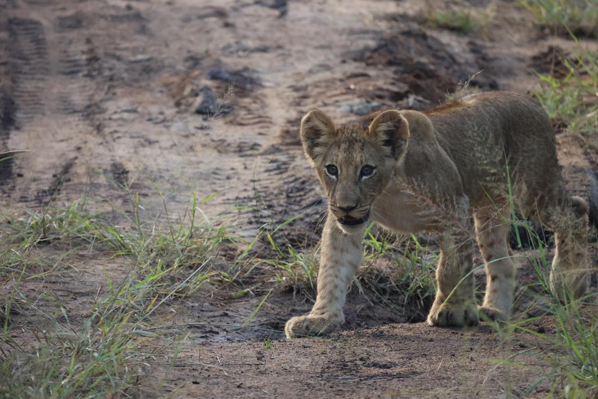 Karongwe Portfolio - Becks Safari Lodge Karongwe Game Reserve Bagian luar foto