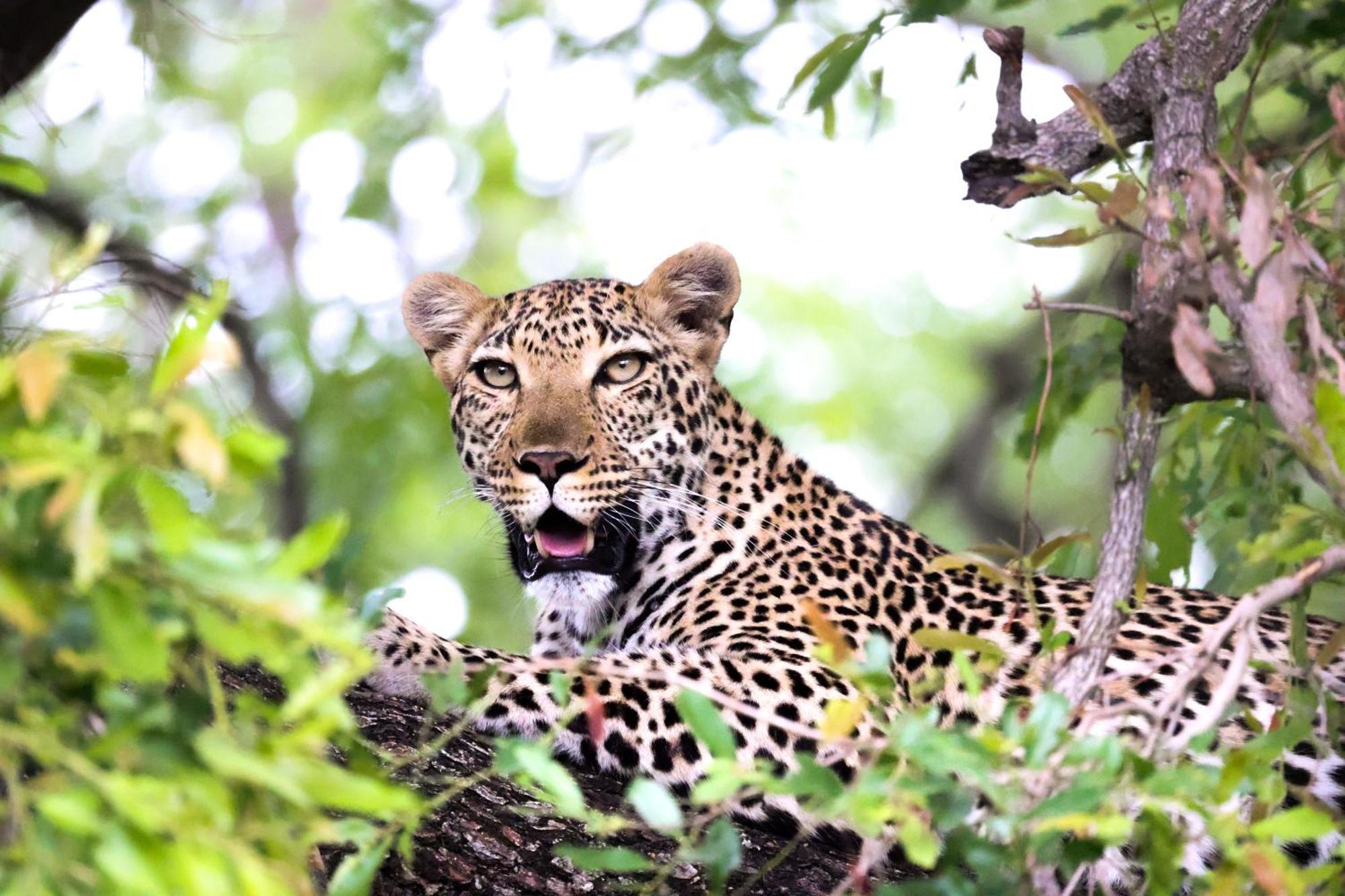 Karongwe Portfolio - Becks Safari Lodge Karongwe Game Reserve Bagian luar foto