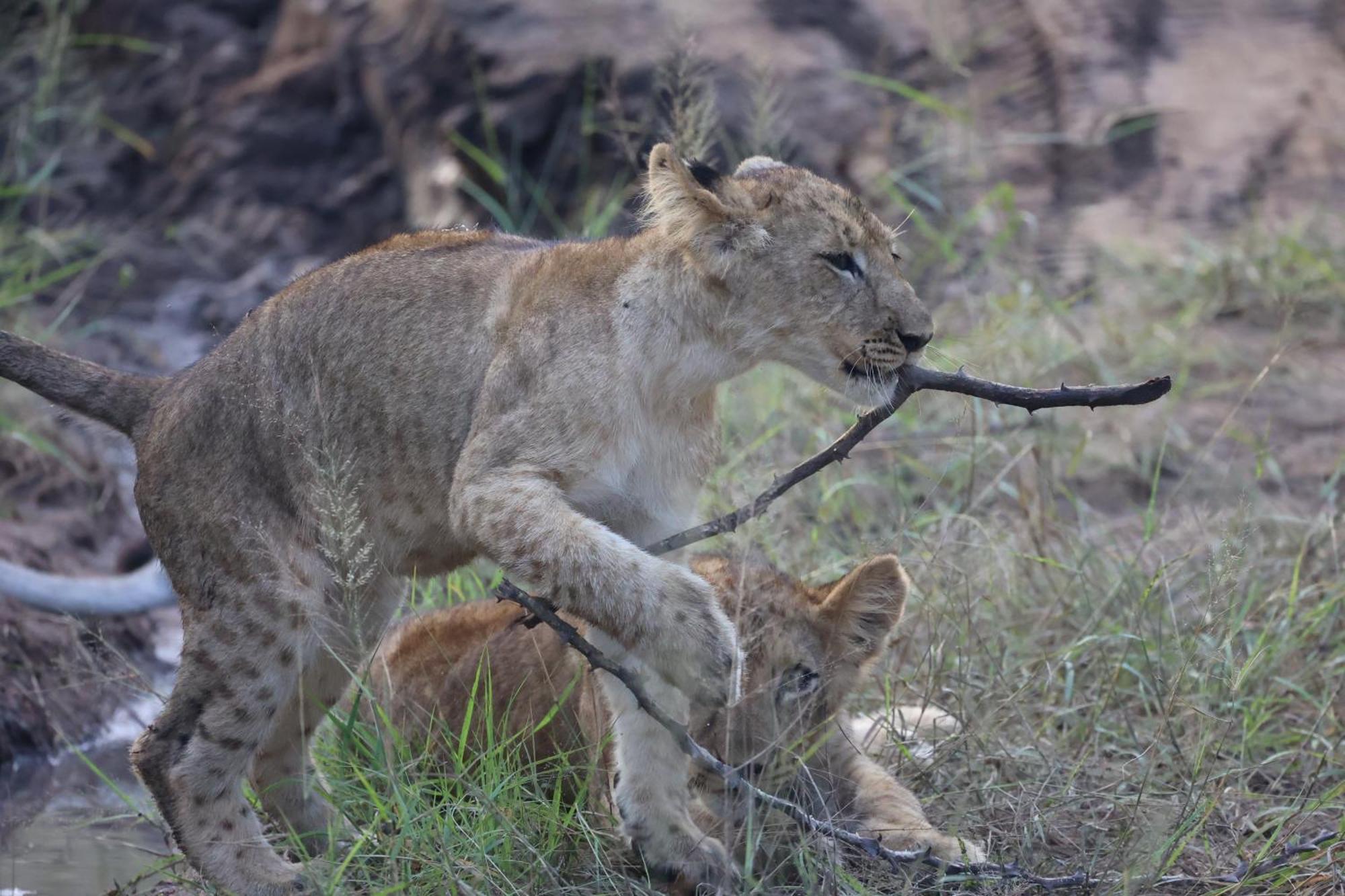 Karongwe Portfolio - Becks Safari Lodge Karongwe Game Reserve Bagian luar foto