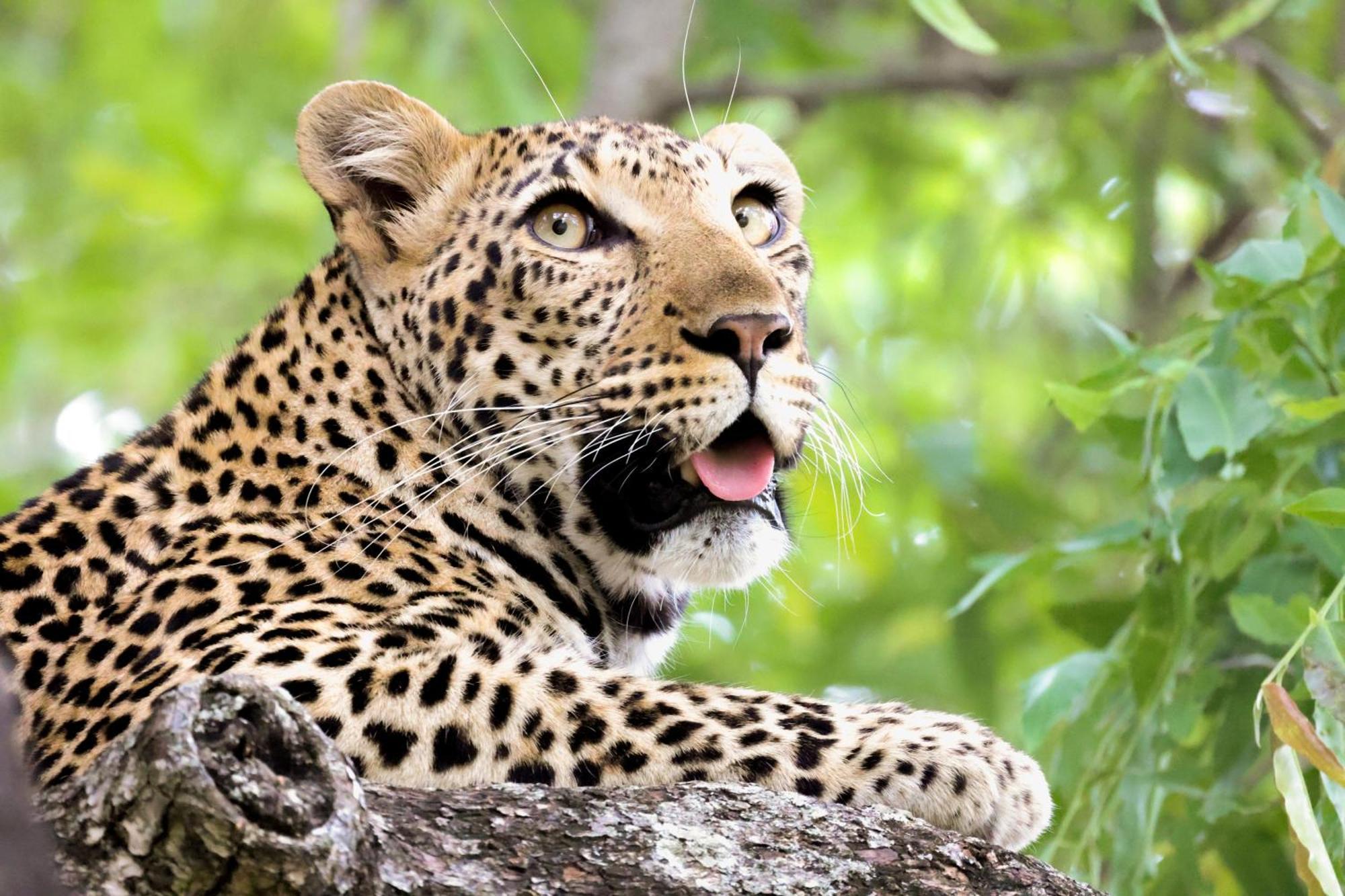 Karongwe Portfolio - Becks Safari Lodge Karongwe Game Reserve Bagian luar foto